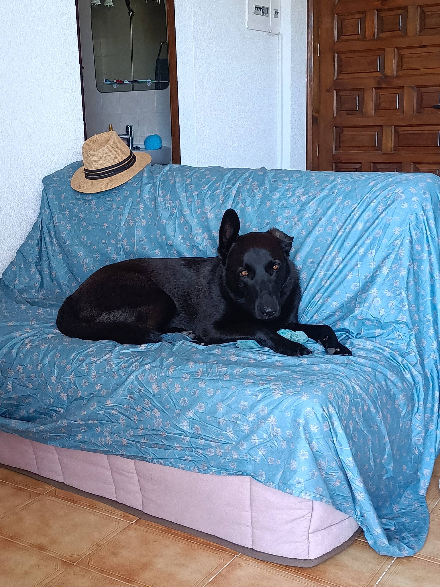 Django a rejoint le concours — aidez-le/la à gagner de superbes lots ! bed, blue, carnivore, comfort, companion_dog, dog, dog_breed, dog_supply, door, electric_blue, floor, flooring, grey, hardwood, linens, rectangle, room, sporting_group, wood, working_animal