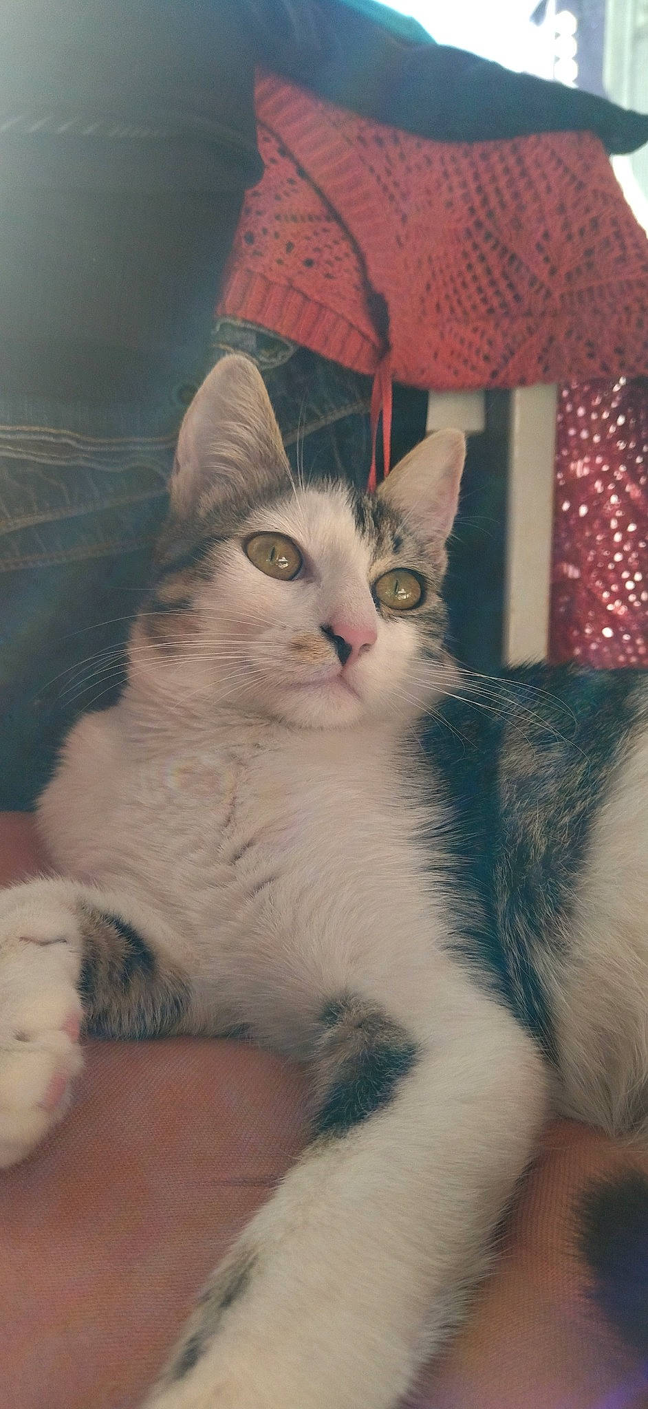 Simba a rejoint le concours — aidez-le/la à gagner de superbes lots ! art, carnivore, cat, claw, comfort, domestic_short_haired_cat, door, felidae, fur, pattern, paw, small_to_medium_sized_cats, tail, whiskers, window