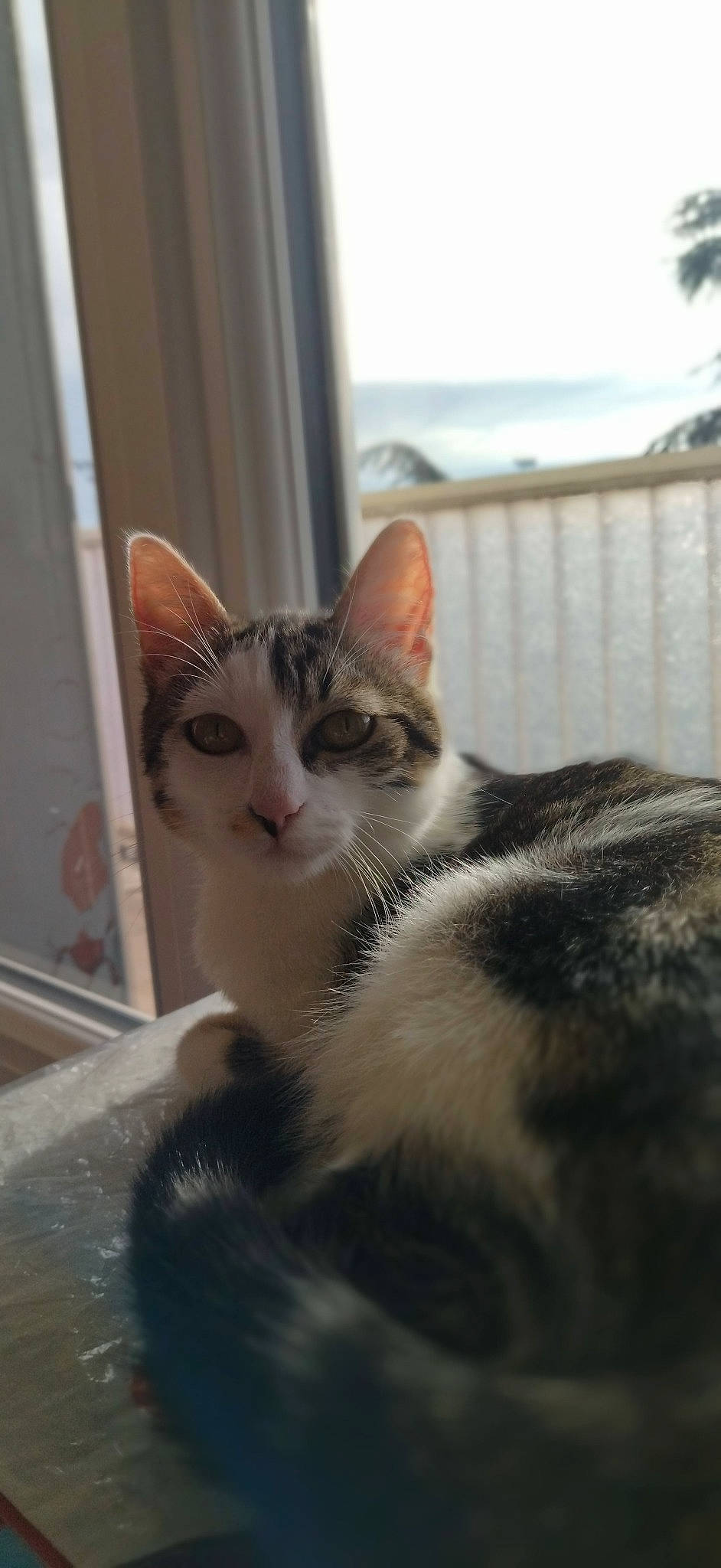 Simba a rejoint le concours — aidez-le/la à gagner de superbes lots ! carnivore, cat, domestic_short_haired_cat, door, felidae, fur, paw, plant, sky, small_to_medium_sized_cats, snout, tail, tree, whiskers, window, wood