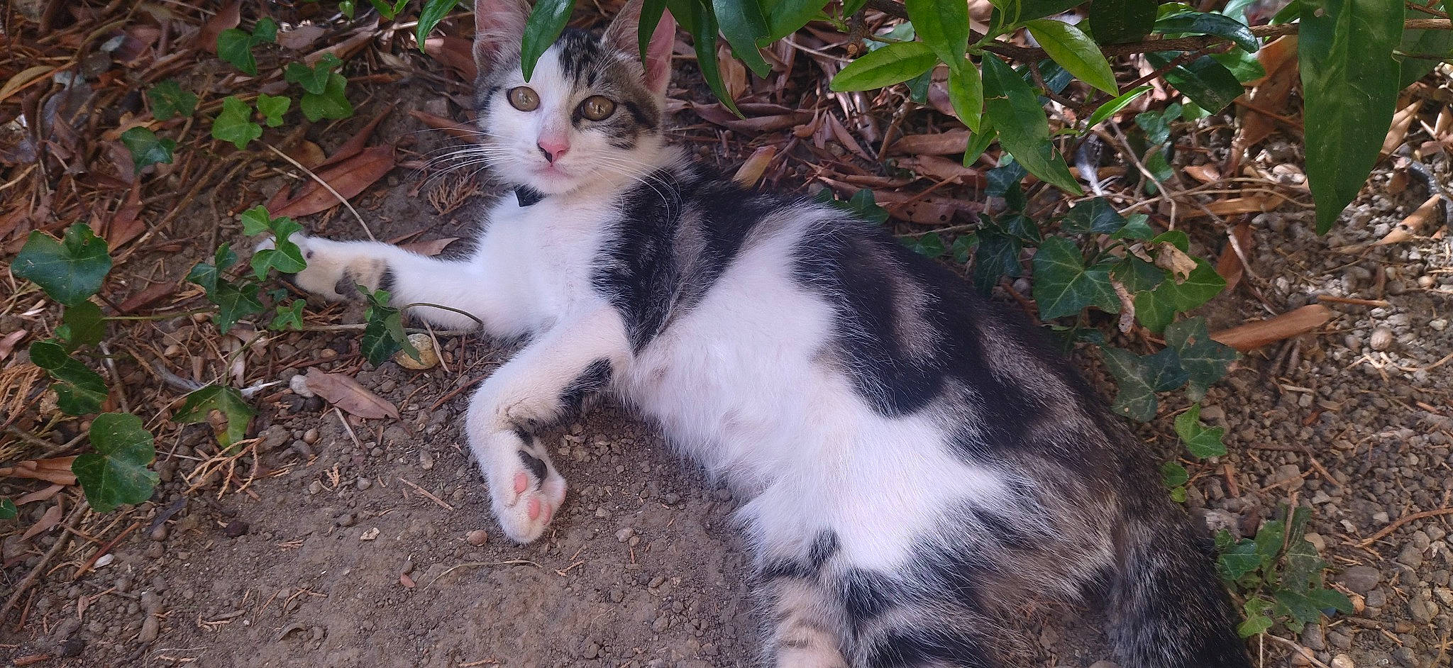 Simba a rejoint le concours — aidez-le/la à gagner de superbes lots ! carnivore, cat, domestic_short_haired_cat, eye, fawn, felidae, fur, grass, groundcover, paw, plant, small_to_medium_sized_cats, snout, soil, tail, terrestrial_animal, tree, whiskers, wildlife