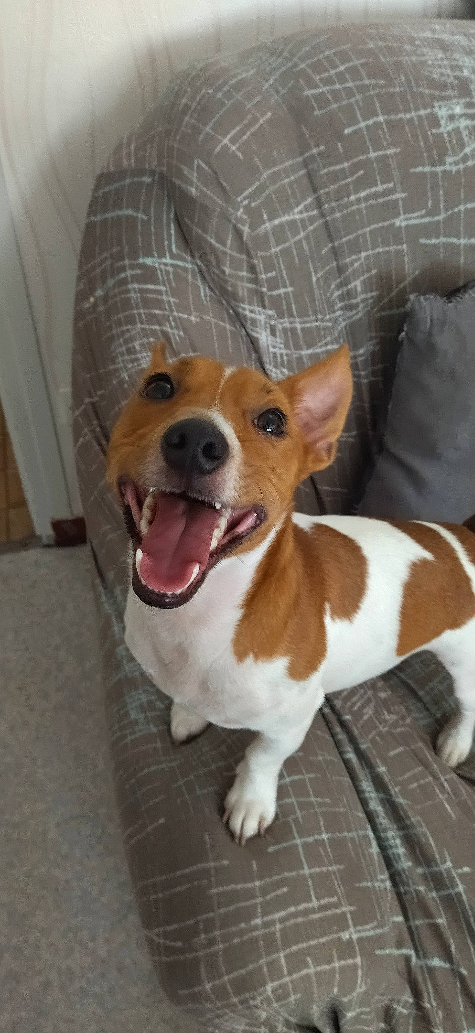 Sly participe au concours pour gagner de l'argent avec cette photo : ancient_dog_breeds, canidae, carnivore, companion_dog, corgi_chihuahua, dog, dog_breed, fawn, fur, hound, liver, non_sporting_group, smile, snout, sporting_group, terrier, toy_dog, whiskers, working_animal