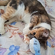 Latte joined the competition — help win amazing prizes! animal, bedspread, calico_cat, cat, close_up, curious, cute, domestic_cat, feline, floral_pattern, indoor, lying_down, paw, pet, playful, resting, shark_toy, soft_toy, stuffed_animal, toy