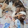 animal, bedspread, calico_cat, cat, close_up, curious, cute, domestic_cat, feline, floral_pattern, indoor, lying_down, paw, pet, playful, resting, shark_toy, soft_toy, stuffed_animal, toy