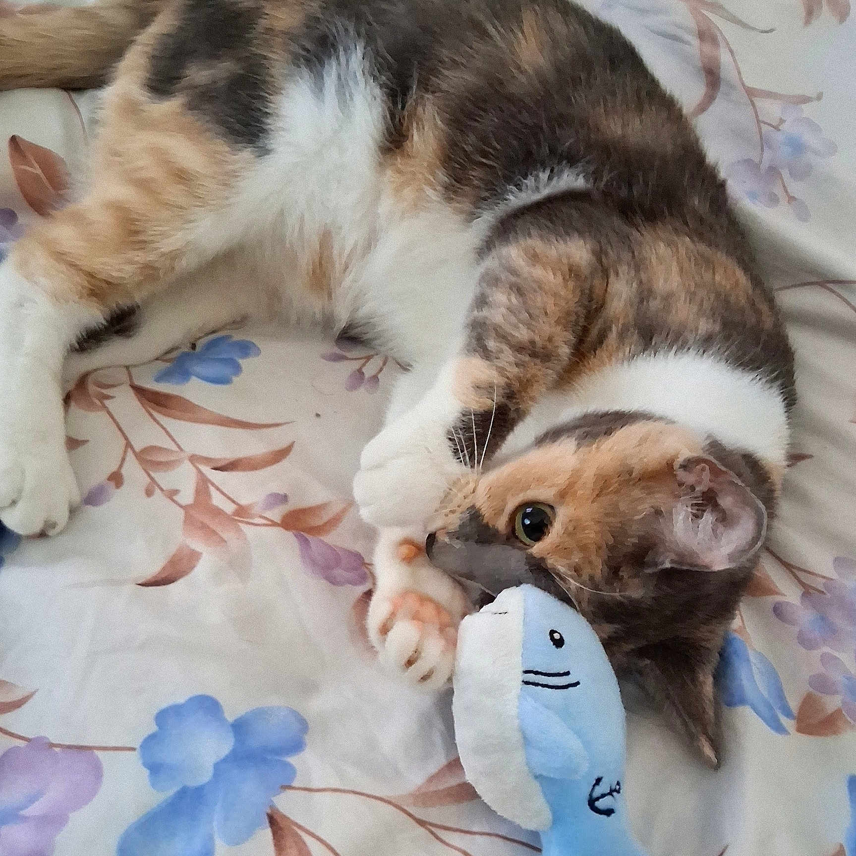 Latte joined the competition — help win amazing prizes! animal, bedspread, calico_cat, cat, close_up, curious, cute, domestic_cat, feline, floral_pattern, indoor, lying_down, paw, pet, playful, resting, shark_toy, soft_toy, stuffed_animal, toy