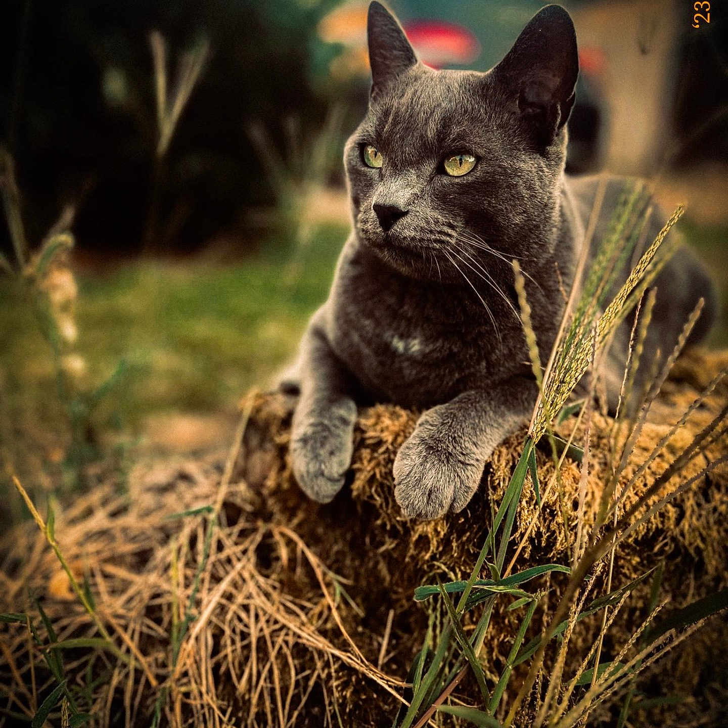 Arès participe au concours pour gagner de l'argent avec cette photo : abyssinian, animal, blackcat, cat, countryside, field, grass, grassland, kitten, manx, moss, nature, outdoors, pet, photography, plant, rock, soil, straw, vegetation