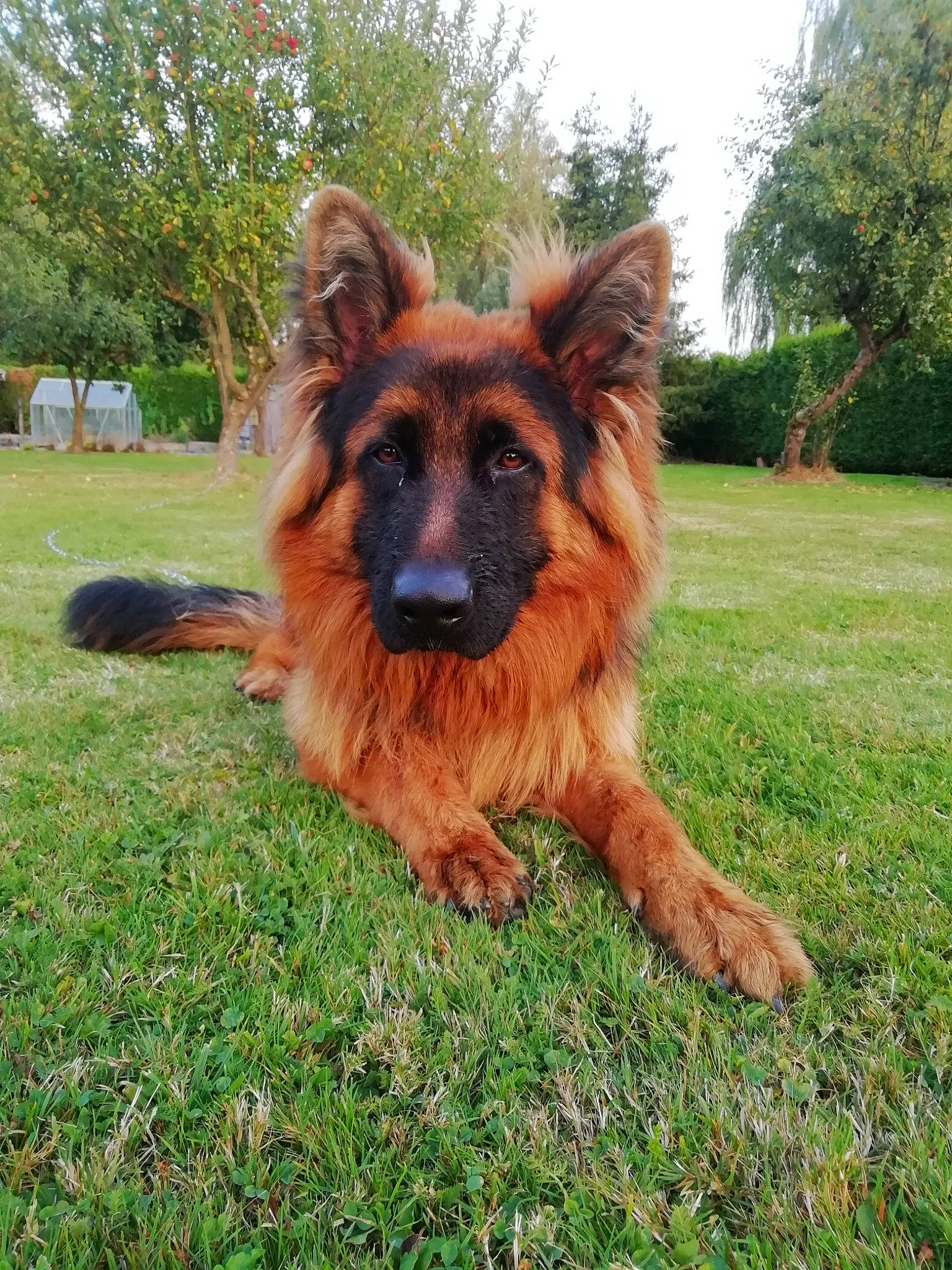 Osko a rejoint le concours — aidez-le/la à gagner de superbes lots ! canidae, carnivore, companion_dog, dog, dog_breed, east_european_shepherd, fawn, german_shepherd_dog, grass, king_shepherd, liver, old_german_shepherd_dog, plant, sky, snout, sporting_group, terrestrial_animal, tree, working_animal, working_dog