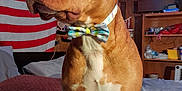 Saban is registered to the contest to win money with this photo: dog, bow_tie, bed, blanket, pillow, room, indoor, string_lights, flag, wood_paneling, furniture, pet, canine, brown_dog, white_chest, collar, sleeping_area, decor, domestic_animal, portrait