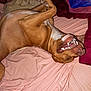 Saban is registered to the contest to win money with this photo: dog, playful, bed, blanket, pink_sheet, brown_coat, teeth, lying_down, happy, pet, canine, indoor, relaxed, sleeping_area, cute, animal, smiling, fur, paws, resting