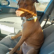 Saban is registered to the contest to win money with this photo: dog, car_interior, dog_collar, seat, window, sunlight, shadow, vehicle, parked_truck, tree, outdoor, daytime, pet, brown_dog, white_paws, looking_out_window, seatbelt, car_door, animal, canine