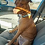 dog, car_interior, dog_collar, seat, window, sunlight, shadow, vehicle, parked_truck, tree, outdoor, daytime, pet, brown_dog, white_paws, looking_out_window, seatbelt, car_door, animal, canine