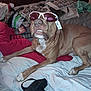 dog, bed, sunglasses, indoor, pet, brown_dog, lying_down, tag, clutter, blanket, fabric, red, white, black, casual, accessory, resting, animal, domestic, funny