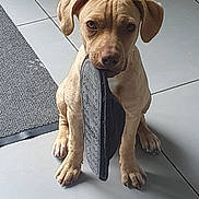 Max participe au concours pour gagner de l'argent avec cette photo : puppy, dog, slipper, floor, tile, indoor, pet, animal, cute, sitting, looking, brown, ears, paw, mouth, domestic, playful, young, fur, expression