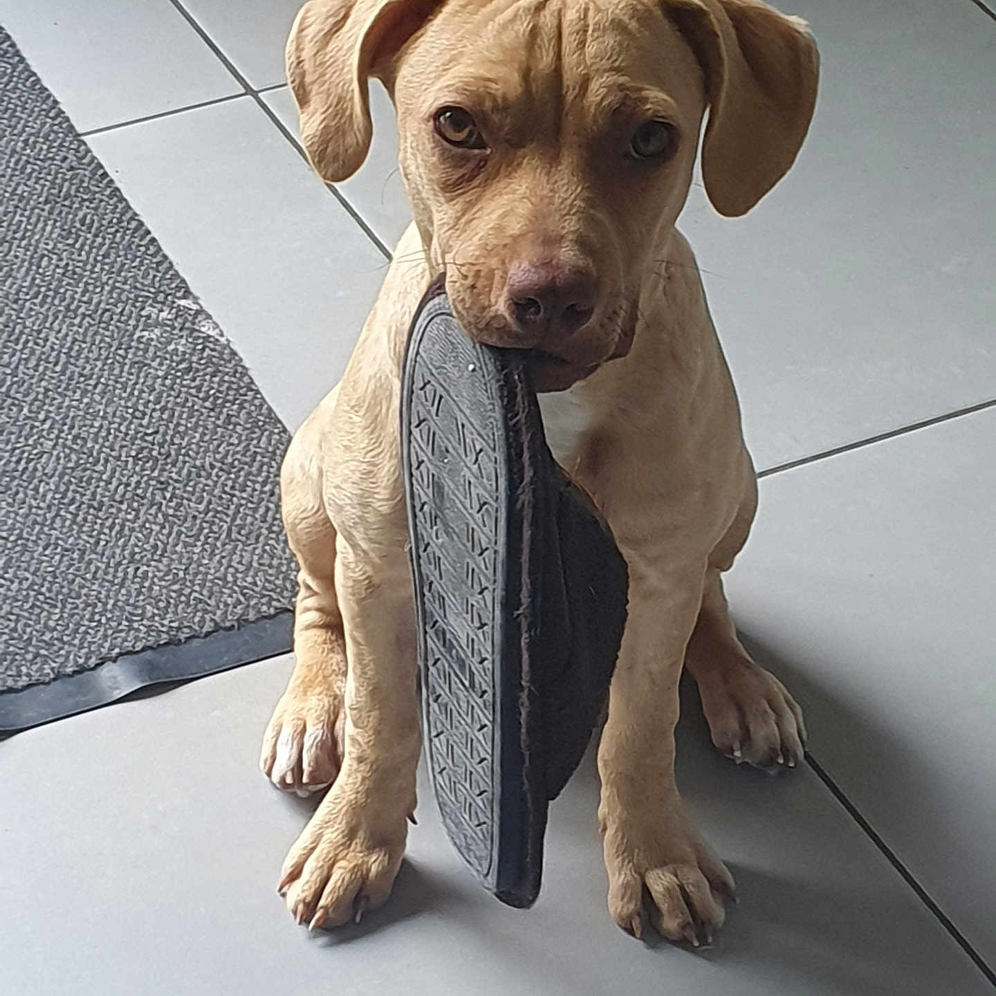 Max participe au concours pour gagner de l'argent avec cette photo : puppy, dog, slipper, floor, tile, indoor, pet, animal, cute, sitting, looking, brown, ears, paw, mouth, domestic, playful, young, fur, expression
