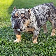 Bailey is registered to the contest to win money with this photo: dog, bulldog, outdoor, grass, pet, animal, canine, standing, portrait, closeup, fur, brown_eyes, muscular, speckled_coat, nature, daylight, expression, muzzle, ears, legs
