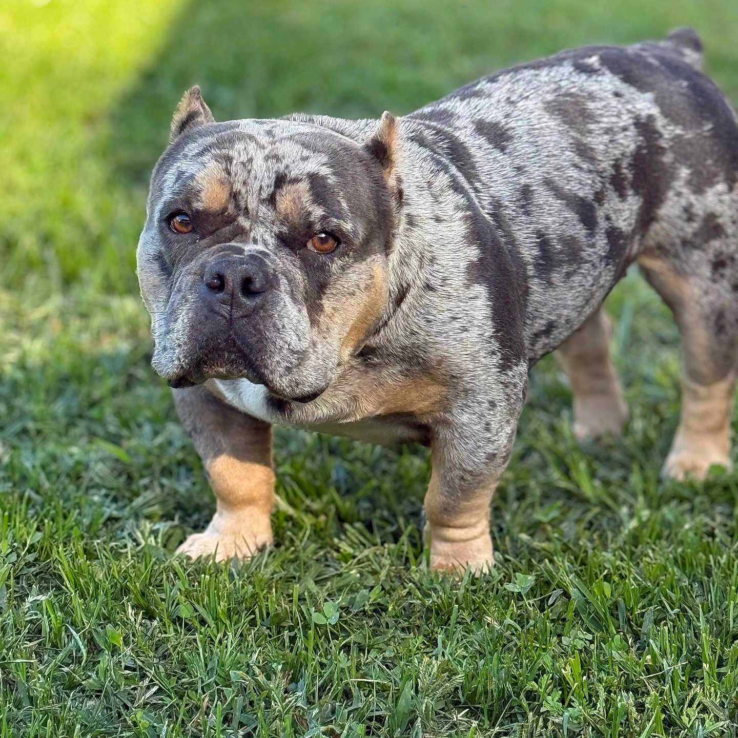 Bailey is registered to the contest to win money with this photo: animal, brown_eyes, bulldog, canine, closeup, daylight, dog, ears, expression, fur, grass, legs, muscular, muzzle, nature, outdoor, pet, portrait, speckled_coat, standing