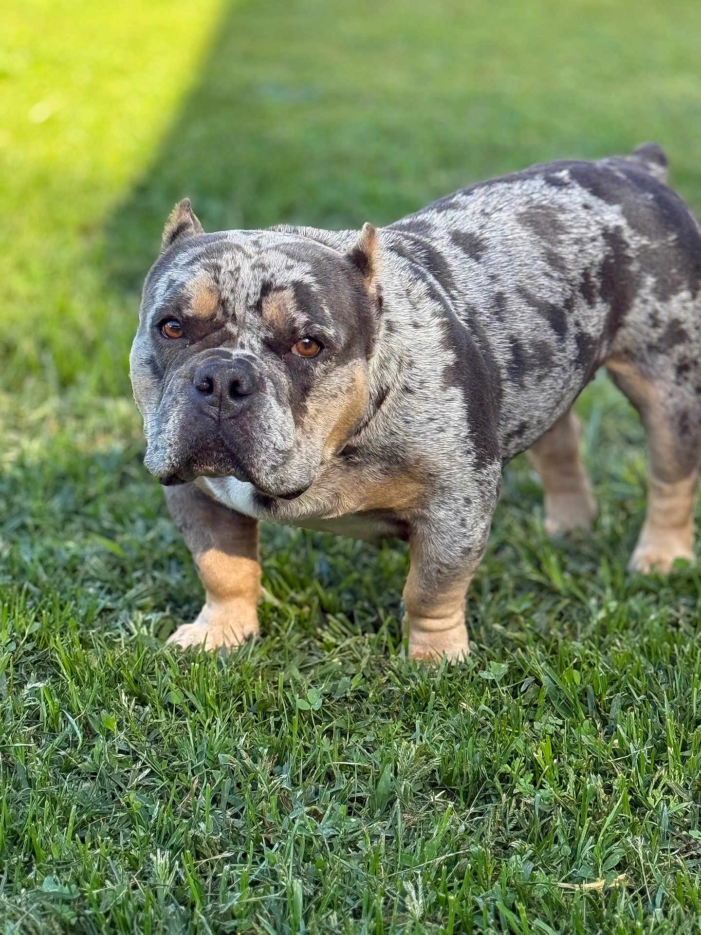 Bailey is registered to the contest to win money with this photo: dog, bulldog, outdoor, grass, pet, animal, canine, standing, portrait, closeup, fur, brown_eyes, muscular, speckled_coat, nature, daylight, expression, muzzle, ears, legs