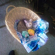 Sassy joined the competition — help win amazing prizes! cat, basket, blanket, plush_toys, gray_cat, carpet, indoor, feet, black_socks, woven_basket, stuffed_animals, cozy, pet, animal, soft_toy, floor, relaxing, home, cute, feline