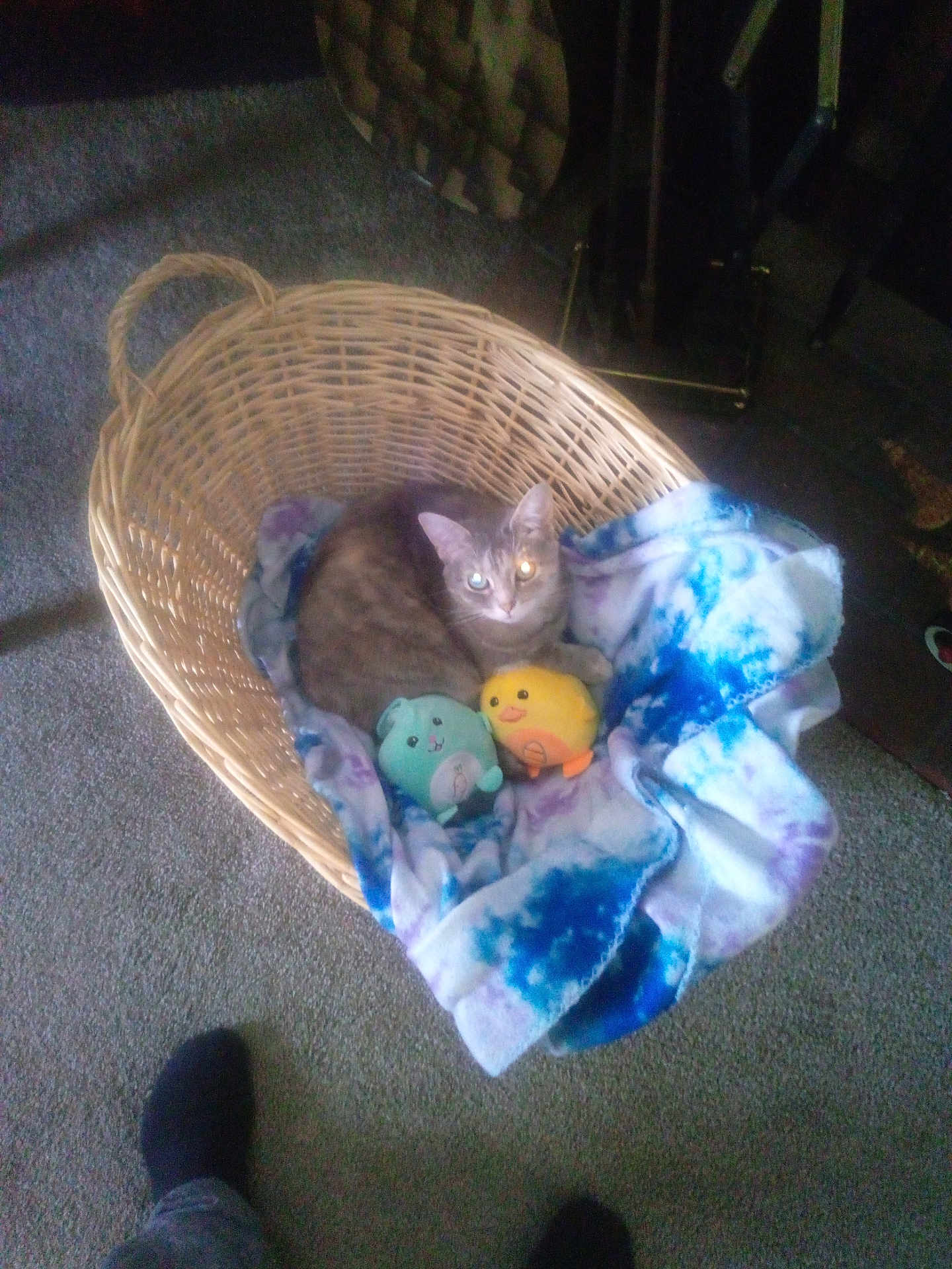 Sassy joined the competition — help win amazing prizes! cat, basket, blanket, plush_toys, gray_cat, carpet, indoor, feet, black_socks, woven_basket, stuffed_animals, cozy, pet, animal, soft_toy, floor, relaxing, home, cute, feline
