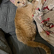 Sophie is registered to the contest to win money with this photo: animal, bed, blanket, cat, cozy, cute, domestic_cat, ears, feline, fur, indoor, looking, orange_tabby, pet, quilted, relaxed, resting, soft, tail, whiskers