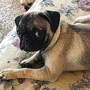 Punkie joined the competition — help win amazing prizes! animal, background, black_face, brown_fur, close_up, companion, couch, cute, dog, domestic_animal, floral_pattern, indoor, looking_sideways, lying_down, pet, pug, resting, small_dog, tongue_out, two_dogs