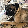 animal, background, black_face, brown_fur, close_up, companion, couch, cute, dog, domestic_animal, floral_pattern, indoor, looking_sideways, lying_down, pet, pug, resting, small_dog, tongue_out, two_dogs