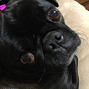 Benson joined the competition — help win amazing prizes! dog, pug, black_dog, close_up, pet, animal, cute, expressive_eyes, face, snout, fur, whiskers, cushion, indoor, wooden_furniture, drawer, portrait, pet_portrait, companion, relaxed