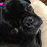 animal, black_dog, close_up, companion, cushion, cute, dog, drawer, expressive_eyes, face, fur, indoor, pet, pet_portrait, portrait, pug, relaxed, snout, whiskers, wooden_furniture