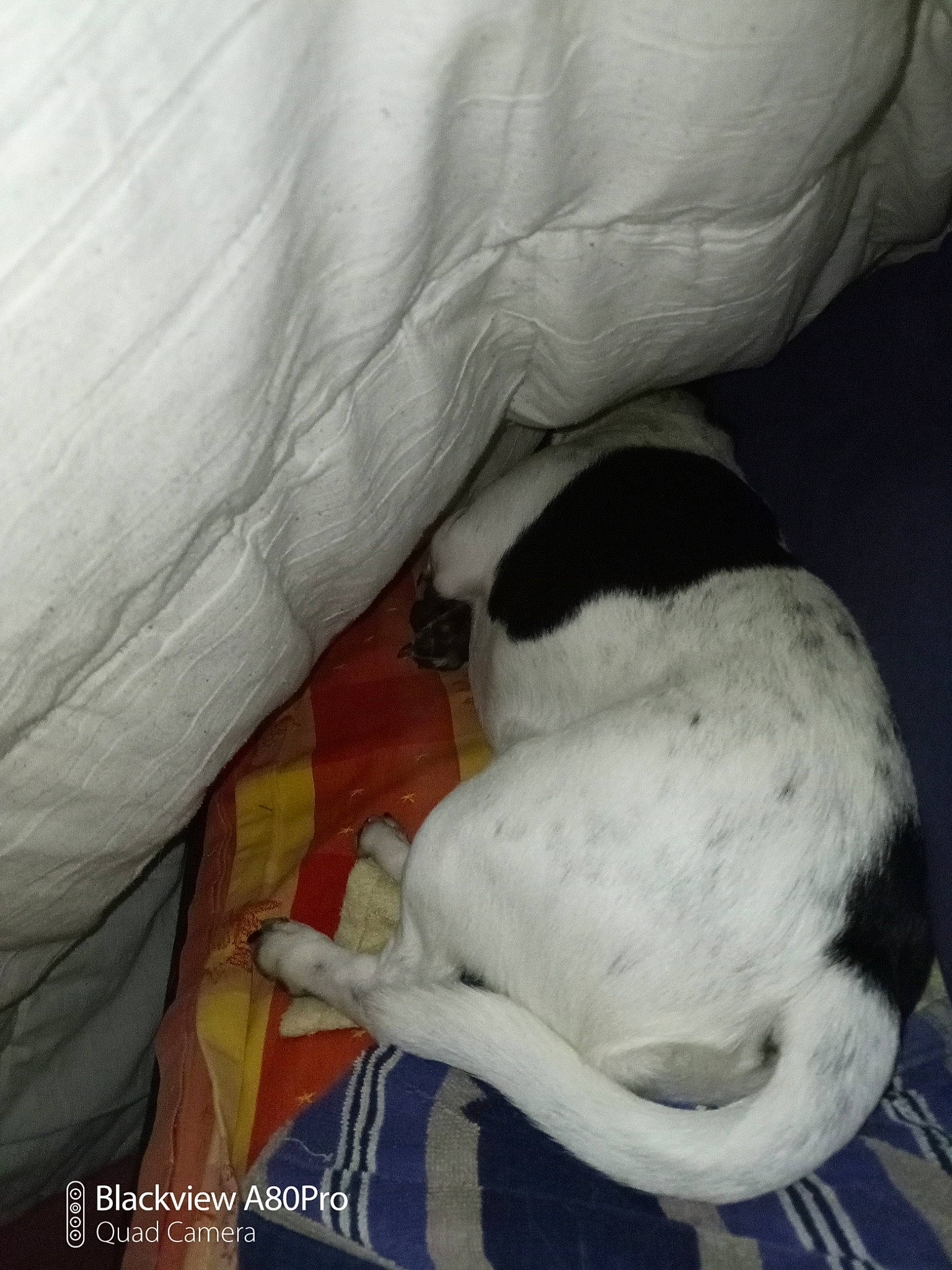 D'Jazz participe au concours pour gagner de l'argent avec cette photo : canidae, carnivore, companion_dog, dog, dog_breed, snout, sporting_group, working_animal, working_dog