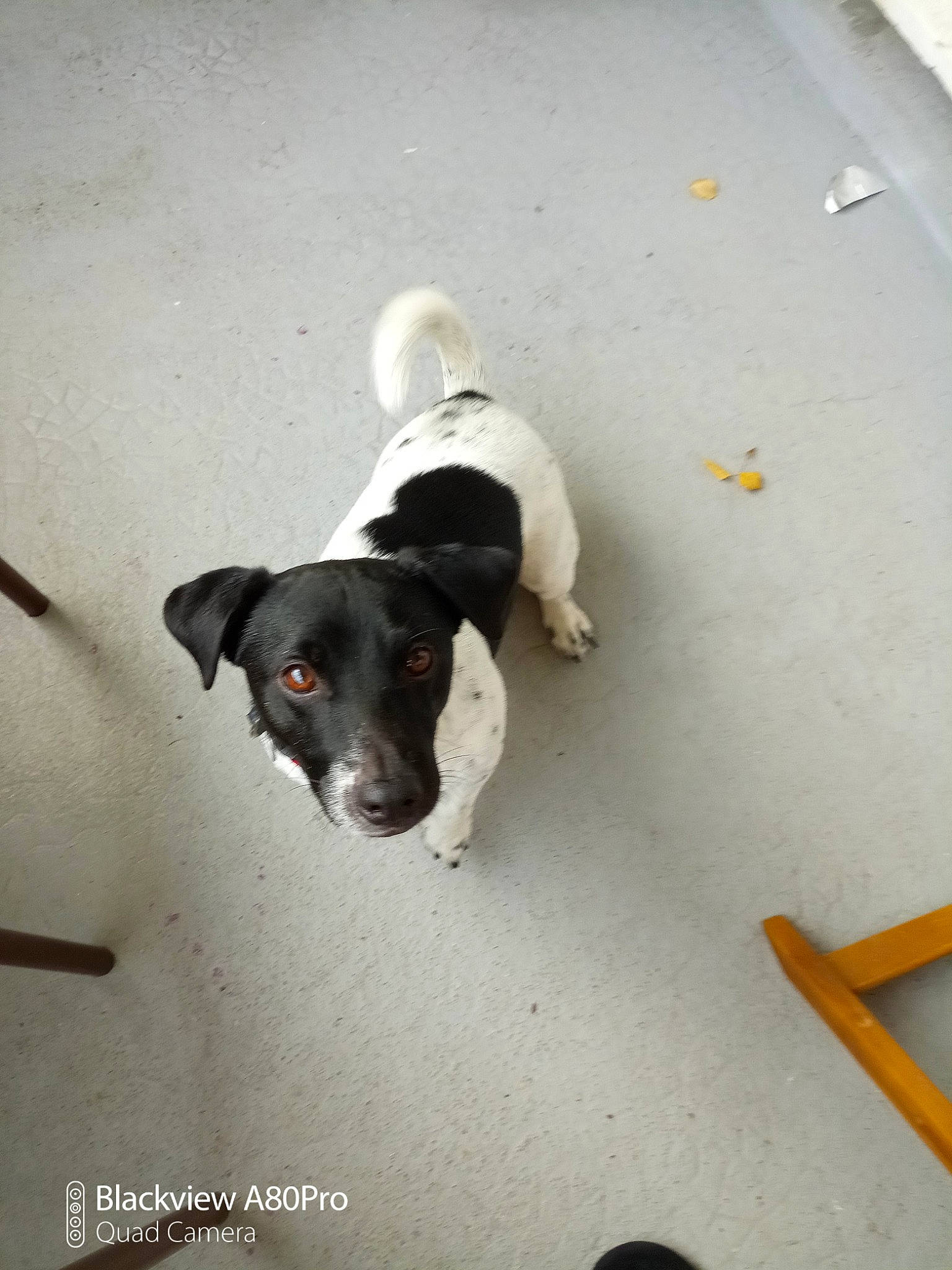 D'Jazz a rejoint le concours — aidez-le/la à gagner de superbes lots ! canidae, carnivore, companion_dog, dog, dog_breed, floor, flooring, mammal, non_sporting_group, pet_supply, snout, sporting_group, tail, working_animal, working_dog