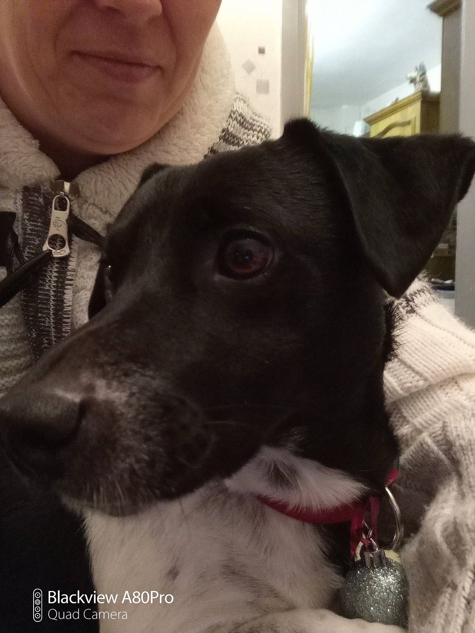 D'Jazz a rejoint le concours — aidez-le/la à gagner de superbes lots ! canidae, carnivore, collar, companion_dog, dog, dog_breed, dog_collar, dog_supply, fur, jaw, mammal, organ, pet_supply, selfie, skin, snout, sporting_group, whiskers, working_animal, working_dog