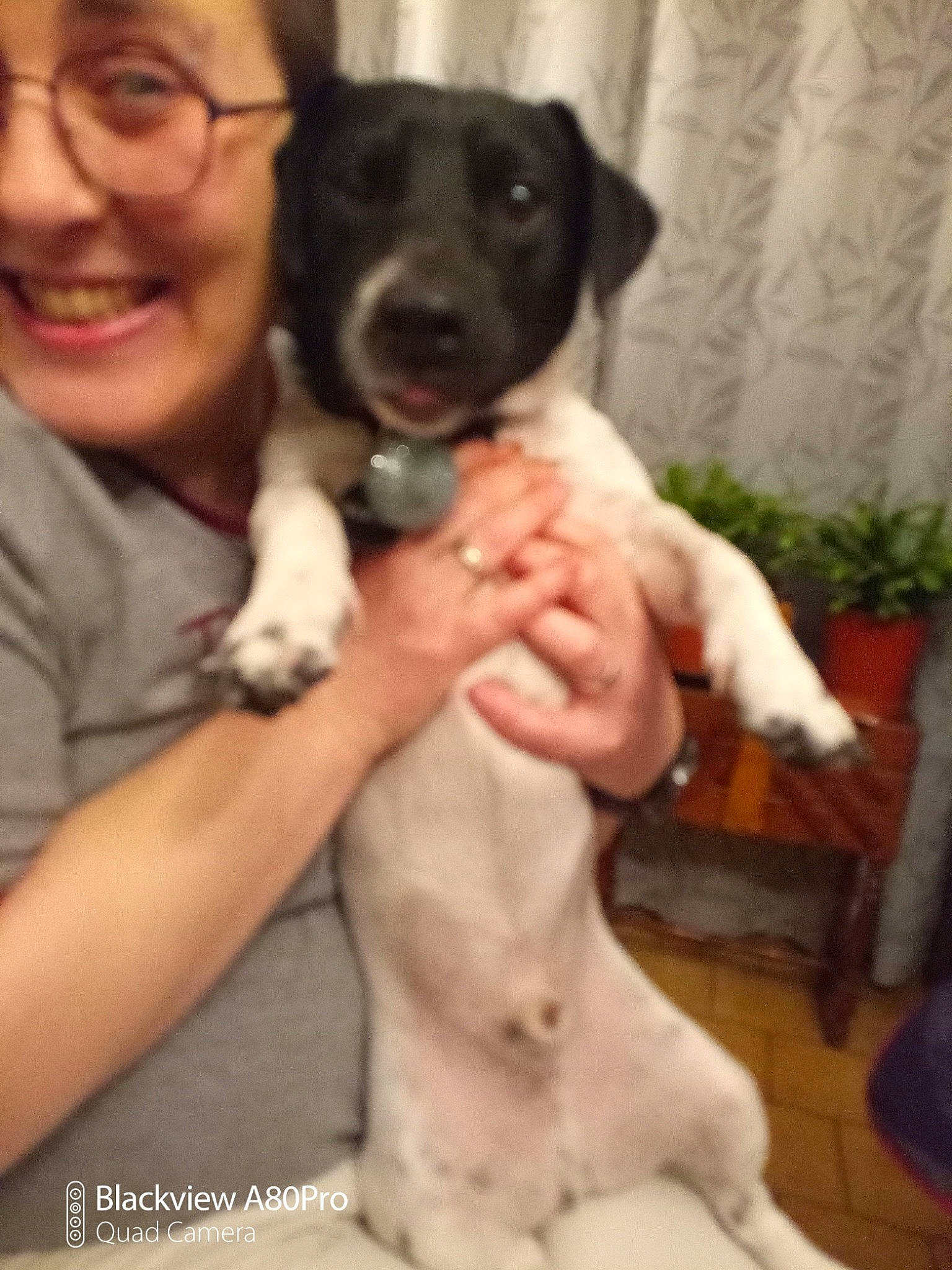 D'Jazz a rejoint le concours — aidez-le/la à gagner de superbes lots ! canidae, carnivore, companion_dog, dog, dog_breed, dog_supply, fawn, flowerpot, fur, glasses, houseplant, mammal, nail, paw, puppy, skin, snout, sporting_group, vertebrate, working_animal