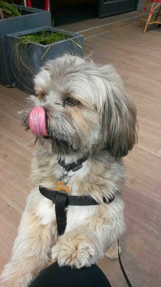 Looky participe au concours pour gagner de l'argent avec cette photo : biewer_terrier, canidae, carnivore, collar, companion_dog, dog, dog_breed, dog_supply, fur, hardwood, liver, mal_shi, maltepoo, small_terrier, snout, sporting_group, terrier, toy_dog, wood, working_animal