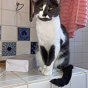 Squash joined the competition — help win amazing prizes! angora, animal, basin, bathing, bathroom, bathtub, box, cat, indoors, kitten, manx, person, pet, room, sink, sinkfaucet, tile, tub, window, windowsill