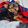 Pixie is registered to the contest to win money with this photo: puppy, dog, towel, red, blue, fur, smiling, tongue, pet, cute, outdoor, boat, seat, sunlight, playful, small_dog, black_fur, brown_fur, happy, animal