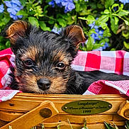 Pixie joined the competition — help win amazing prizes! puppy, dog, basket, wooden_basket, checkered_cloth, red_and_white, grass, flowers, purple_flowers, greenery, outdoor, closeup, cute, pet, animal, snuggling, sleepy, fur, nature, portrait