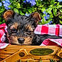 puppy, dog, basket, wooden_basket, checkered_cloth, red_and_white, grass, flowers, purple_flowers, greenery, outdoor, closeup, cute, pet, animal, snuggling, sleepy, fur, nature, portrait
