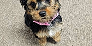 Pixie joined the competition — help win amazing prizes! puppy, dog, pet, small_dog, cute, pink_bow, fur, carpet, indoor, animal, looking_up, adorable, ears, young_dog, canine, mammal, face, sitting, domestic_animal, furry