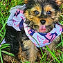puppy, dog, grass, outdoor, pet, cute, animal, canine, fur, tongue, dress, pink, white, black, tan, happy, small, young, nature, playful