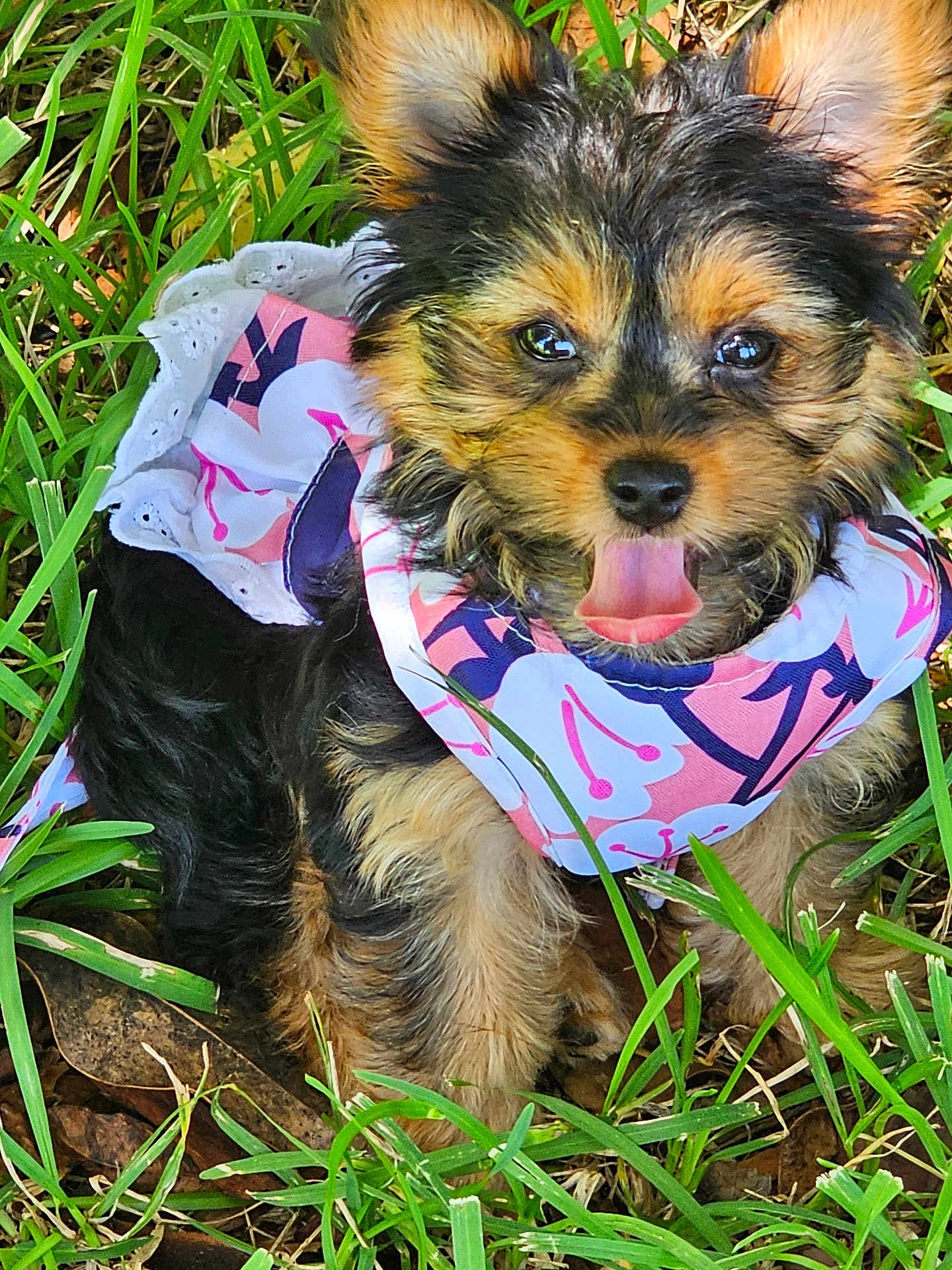 Pixie