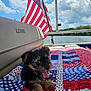 Pixie is registered to the contest to win money with this photo: puppy, dog, pet, boat, quilt, flag, american_flag, outdoor, sky, clouds, water, summer, cute, tongue_out, fur, animal, small_dog, resting, colorful, playful