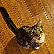 Jade joined the competition — help win amazing prizes! cat, tabby, pet, indoor, floor, wooden_floor, looking_up, curious, animal, whiskers, tail, fur, domestic_cat, eyes, cute, mammal, young_cat, alert, close_up, expression