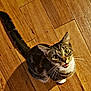 cat, tabby, pet, indoor, floor, wooden_floor, looking_up, curious, animal, whiskers, tail, fur, domestic_cat, eyes, cute, mammal, young_cat, alert, close_up, expression
