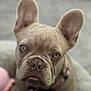animal, blurred_background, close_up, collar, cute, dog, ears, expression, face, french_bulldog, fur, indoor, looking_at_camera, mammal, nose, pet, portrait, puppy, whiskers, young