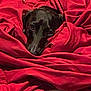 animal, black_dog, blanket, canine, comfort, cozy, cute, dog, face, fur, indoors, lying_down, pet, red_blanket, relaxed, resting, snuggled, soft, warm, wrapped