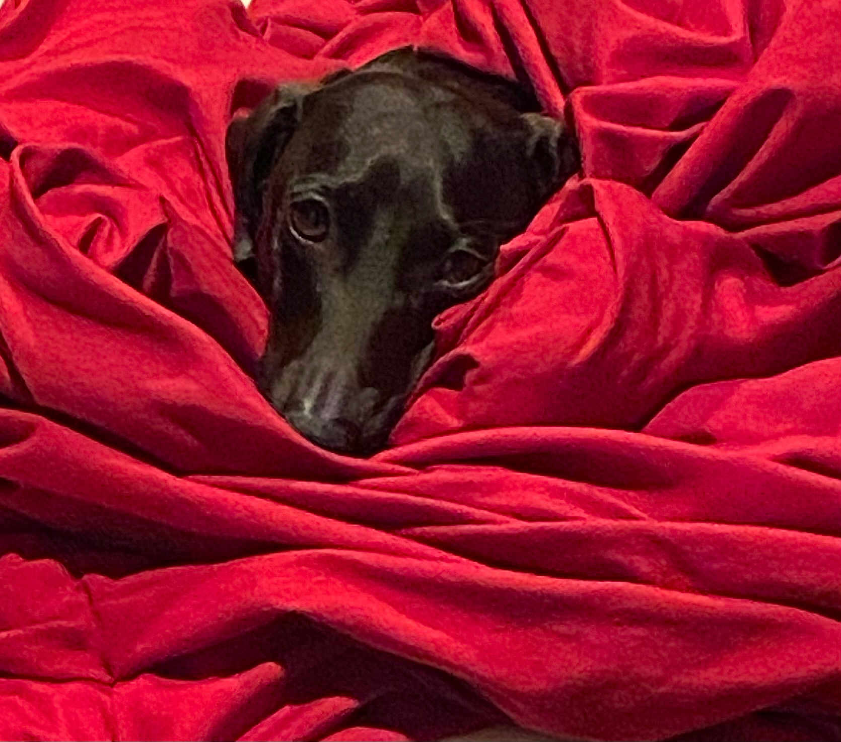 Bear is registered to the contest to win money with this photo: dog, black_dog, blanket, red_blanket, cozy, pet, animal, snuggled, fur, cute, indoors, resting, face, canine, comfort, warm, lying_down, soft, relaxed, wrapped
