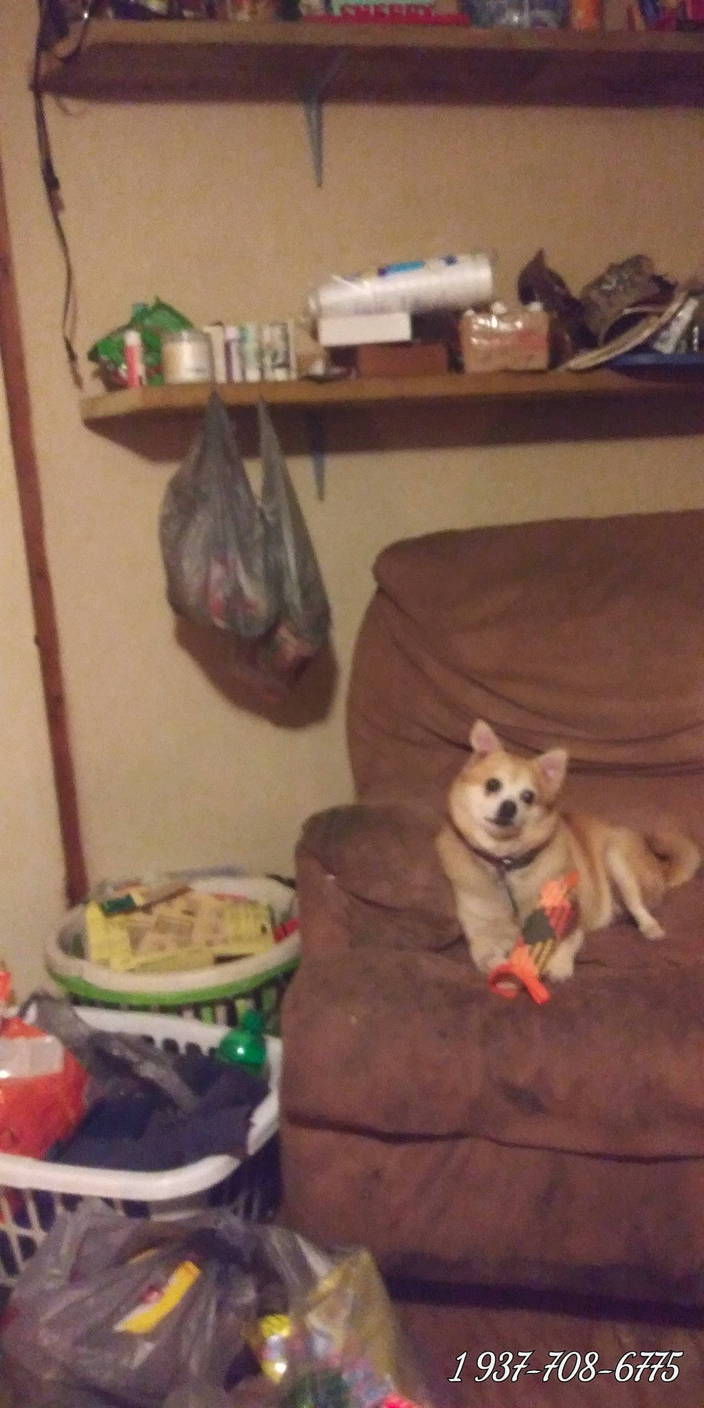 Baby joined the competition — help win amazing prizes! canidae, carnivore, companion_dog, couch, cuisine, dog, dog_breed, dog_supply, fawn, felidae, flooring, hardwood, room, sled_dog, small_to_medium_sized_cats, sporting_group, table, tail, toy_dog, wood