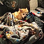 Baby is registered to the contest to win money with this photo: animal, bed, bedroom, blanket, canine, couch, cushion, dog, eskimodog, face, furniture, head, husky, indoors, laundry, person, pet, puppy, quilt, room