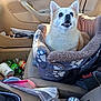 bottle, car_interior, clutter, comfort, container, dog, door_panel, ears, fabric, fur, paper, pet_bed, plastic_bottle, seat, seat_cushion, seatbelt, small_dog, sunlight, vehicle, wide_eyes