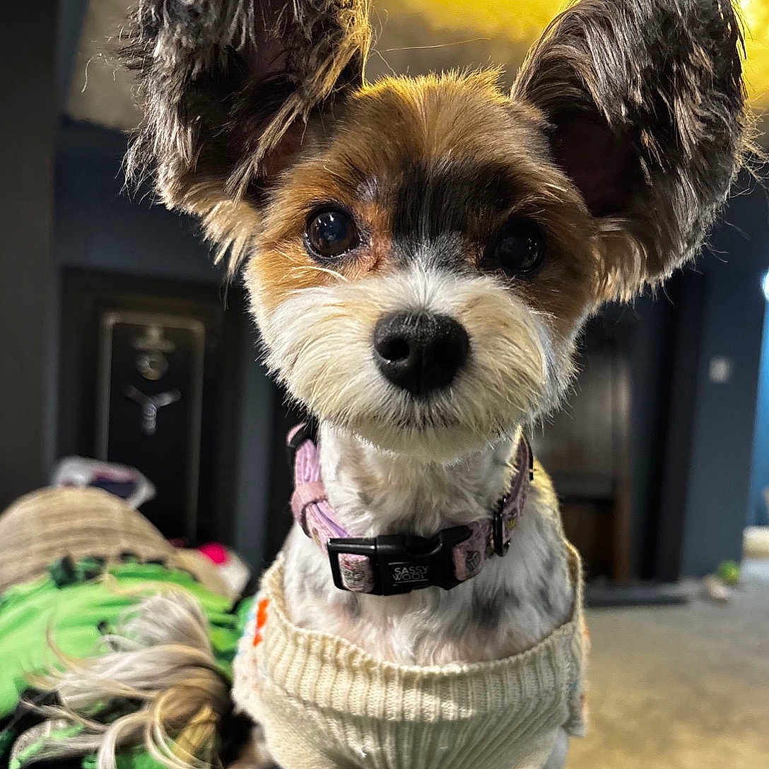 Sophie is registered to the contest to win money with this photo: animal, closeup, collar, companion, cozy, curious, cute, cute_pet, dog, domestic_animal, ears, friendly, fur, house, indoor, looking, pet, portrait, small_dog, sweater