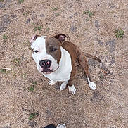 Balou a rejoint le concours — aidez-le/la à gagner de superbes lots ! dog, brown, white, pitbull, outdoor, grass, dry_grass, looking_up, pet, canine, animal, sitting, one_animal, casual, footwear, human_leg, nature, daylight, ground, cute